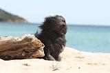 PETIT CHIEN LION 094